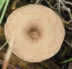 Lentinus stuppeus