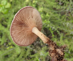 Lentinus stuppeus