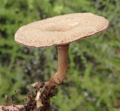 Lentinus stuppeus