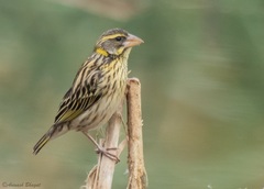 Ploceus manyar