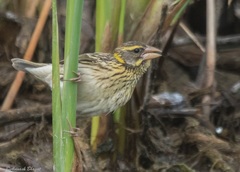 Ploceus manyar