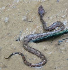 Craspedocephalus borneensis