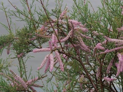 Tamarix tetrandra