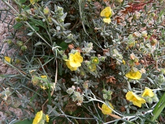 Helianthemum stipulatum