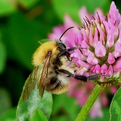Bombus pascuorum