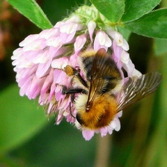 Bombus pascuorum