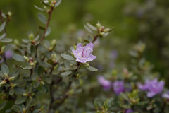 Rhododendron capitatum