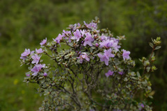 Rhododendron capitatum