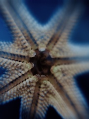 Aquilonastra