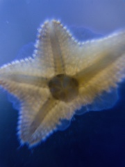 Aquilonastra