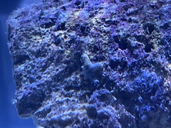 Aquilonastra