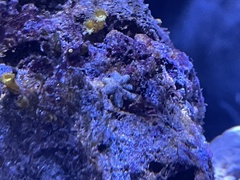 Aquilonastra
