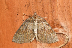 Plemyria georgii