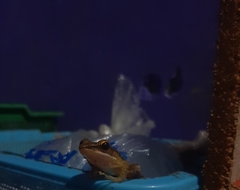 Chalcorana chalconota