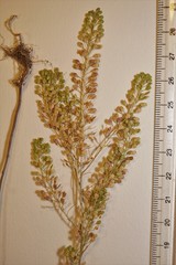 Lepidium ramosissimum