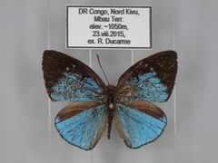 Stempfferia ciconia mongiro