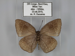Stempfferia ciconia mongiro