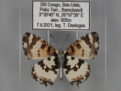 Uranothauma falkensteinii