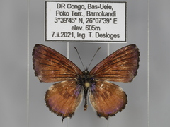 Uranothauma falkensteinii