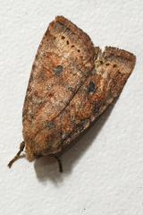 Anathix puta