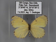 Citrinophila unipunctata