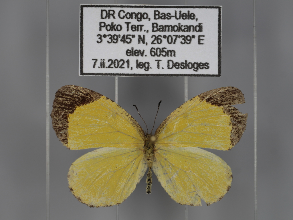 Citrinophila unipunctata