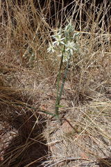 Albuca seineri