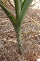 Albuca seineri