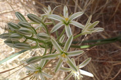 Albuca seineri