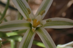 Albuca seineri