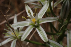 Albuca seineri
