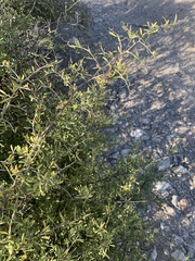 Forestiera angustifolia