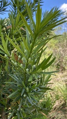 Podocarpus lambertii