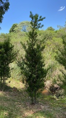 Podocarpus lambertii