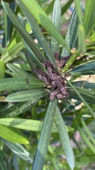 Podocarpus lambertii