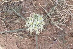 Albuca seineri