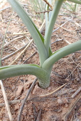 Albuca seineri