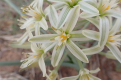 Albuca seineri