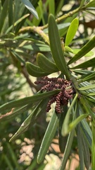 Podocarpus lambertii