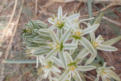 Albuca seineri