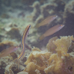 Plagiotremus azaleus