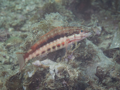 Serranus psittacinus