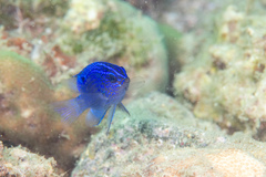 Stegastes rectifraenum