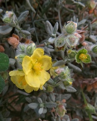 Helianthemum stipulatum