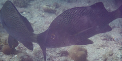 Haemulon scudderii