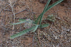 Ledebouria apertiflora