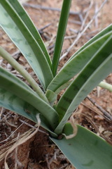 Ledebouria apertiflora
