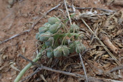 Ledebouria apertiflora