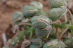Ledebouria apertiflora
