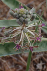 Ledebouria apertiflora